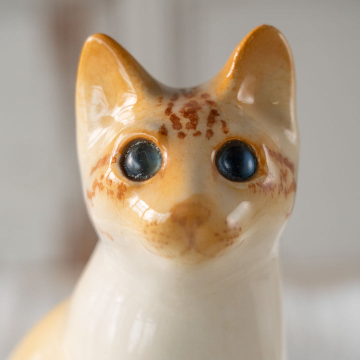 【Winstanley Cat ウィンスタンレイ キャット】◇キラキラとした瞳で遠くを見つめる ブルーアイ Redpoint Siamese レッドポイント サイアミーズ /24E[m]