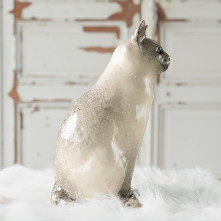 【Winstanley Cat ウィンスタンレイ キャット】◇くりくりとした丸い瞳がチャーミング ブルーアイ Siamese サイアミーズ /24L[m]