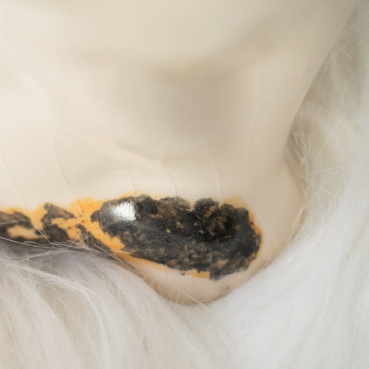 【Winstanley Cat ウィンスタンレイ キャット】気品のある顔立ちとフォルムが魅力 キャリコ 三毛猫 /25J