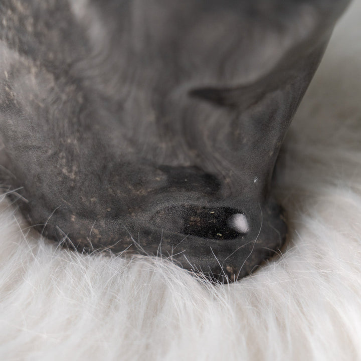 【Winstanley Cat ウィンスタンレイ キャット】気品のある顔立ちとフォルムが魅力 タキシード 白黒猫 /25J