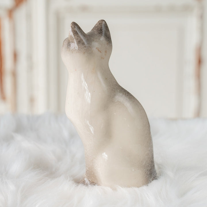 【Winstanley Cat ウィンスタンレイ キャット】しなやかなボディにブルーアイが美しい サイアミーズ シャム猫 /25J