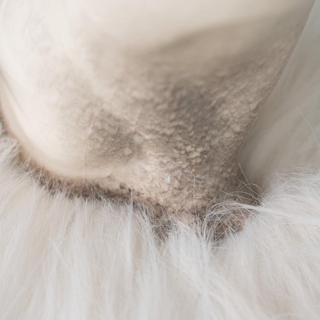 【Winstanley Cat ウィンスタンレイ キャット】しなやかなボディにブルーアイが美しい サイアミーズ シャム猫 /25J