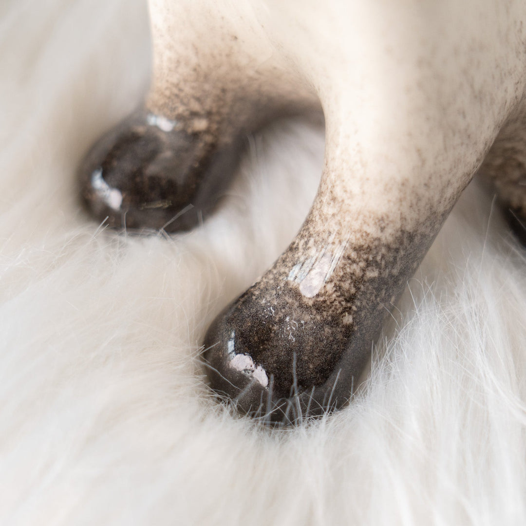 【Winstanley Cat ウィンスタンレイ キャット】細身でしなやかなボディが目を惹く サイアミーズ シャム猫 /25J