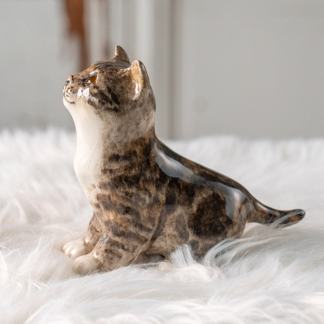 【Winstanley Cat ウィンスタンレイ キャット】キラキラした瞳で上を見つめる ブラウンタビー キジトラ猫 /25L