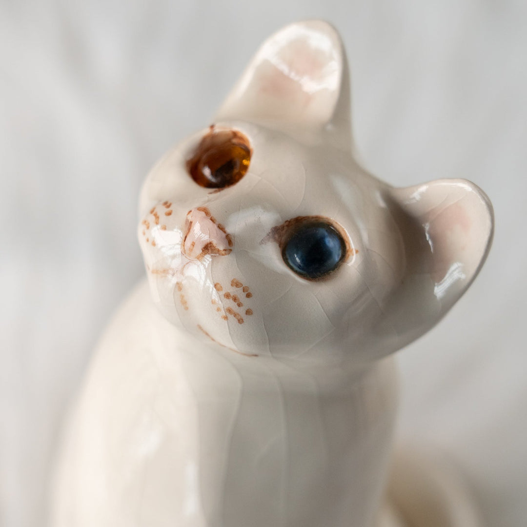 【Winstanley Cat ウィンスタンレイ キャット】美しい瞳でじっと上を見つめる オッドアイ スノーウィー 白猫 /25L