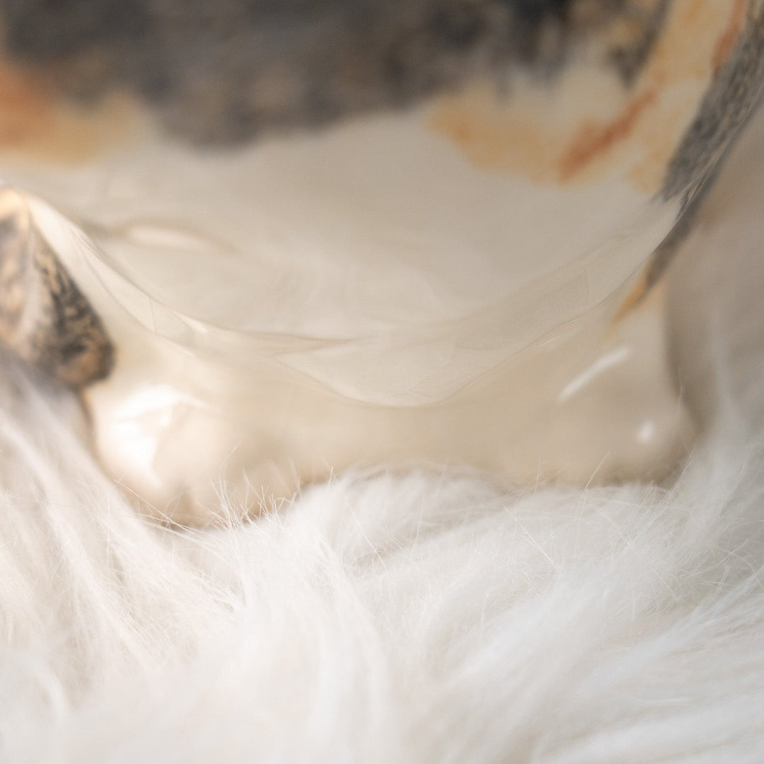 【Winstanley Cat ウィンスタンレイ キャット】丸い背中をなでたくなる キャリコ 三毛猫 /25L