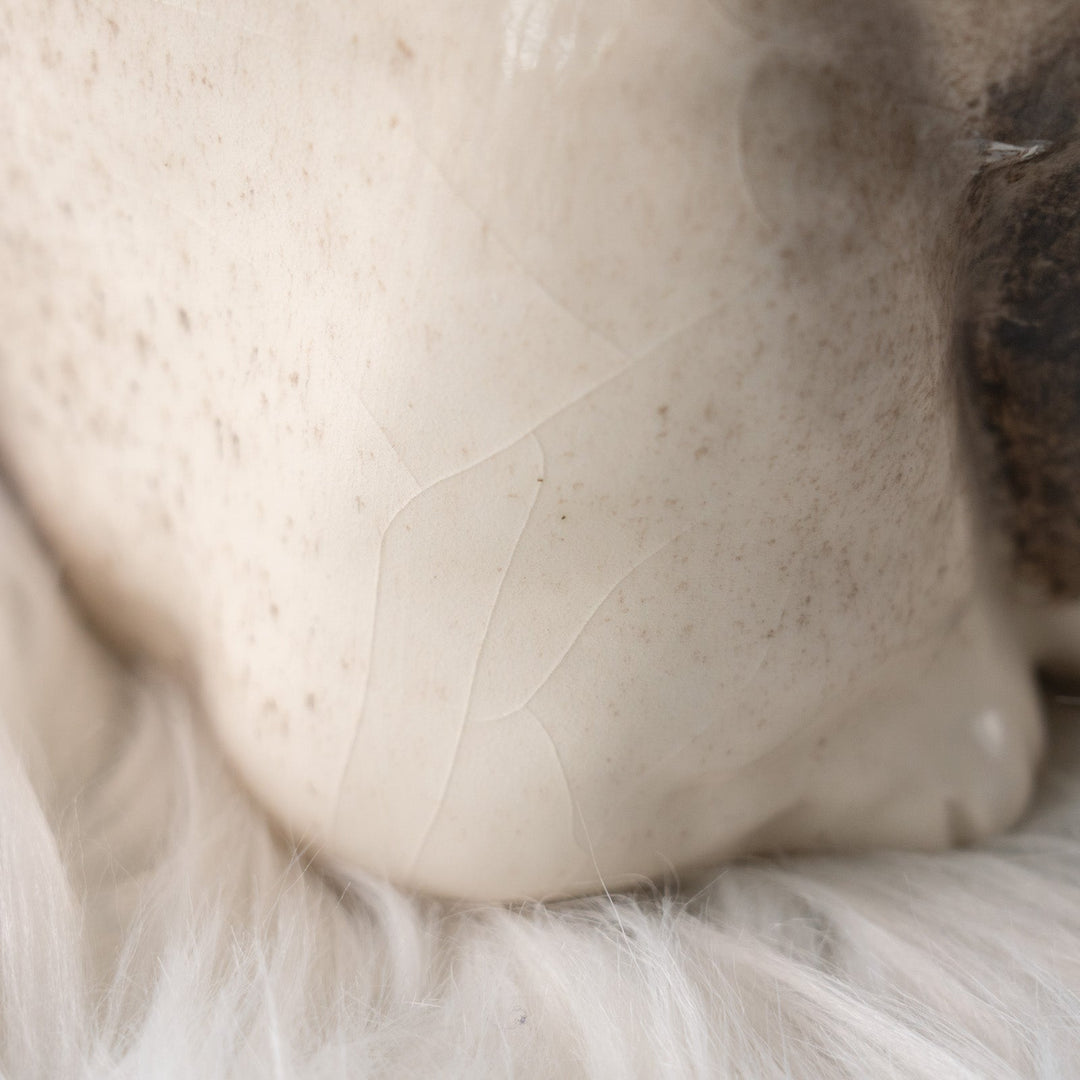 【Winstanley Cat ウィンスタンレイ キャット】モフモフした毛並みが気品を感じる ブルーアイ ラグドール 長毛猫 /25L