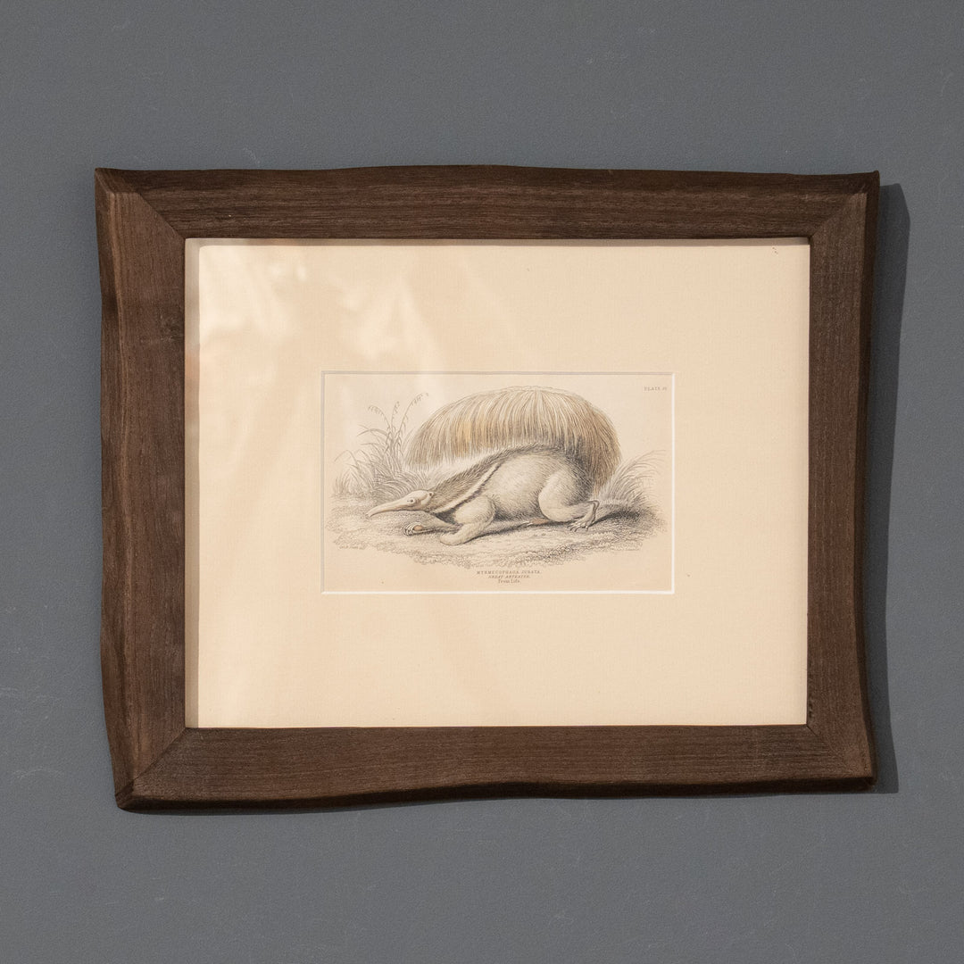 『GREAT ANTEATER』オオアリクイのユニークでダイナミックな姿が描かれた アートピース