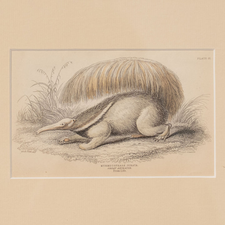 『GREAT ANTEATER』オオアリクイのユニークでダイナミックな姿が描かれた アートピース