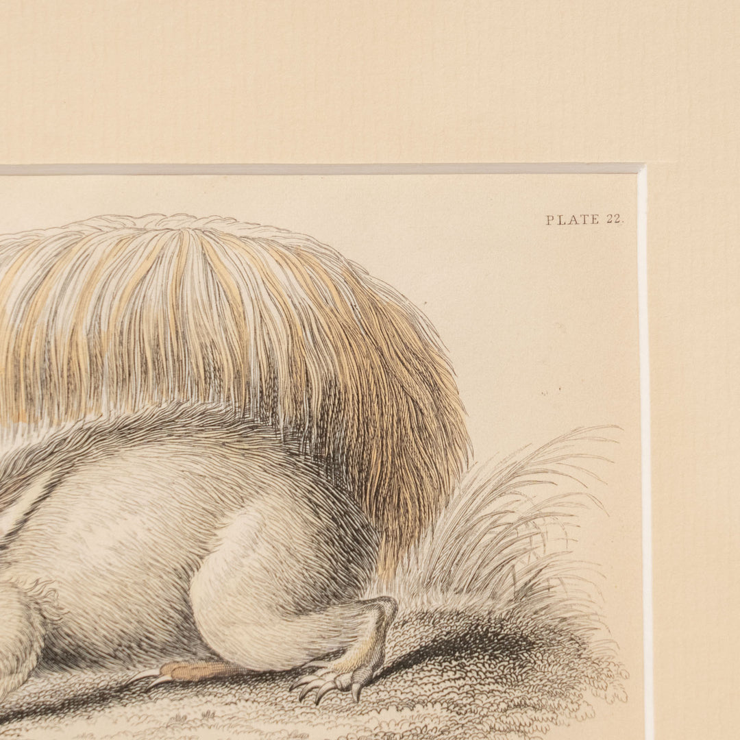 『GREAT ANTEATER』オオアリクイのユニークでダイナミックな姿が描かれた アートピース