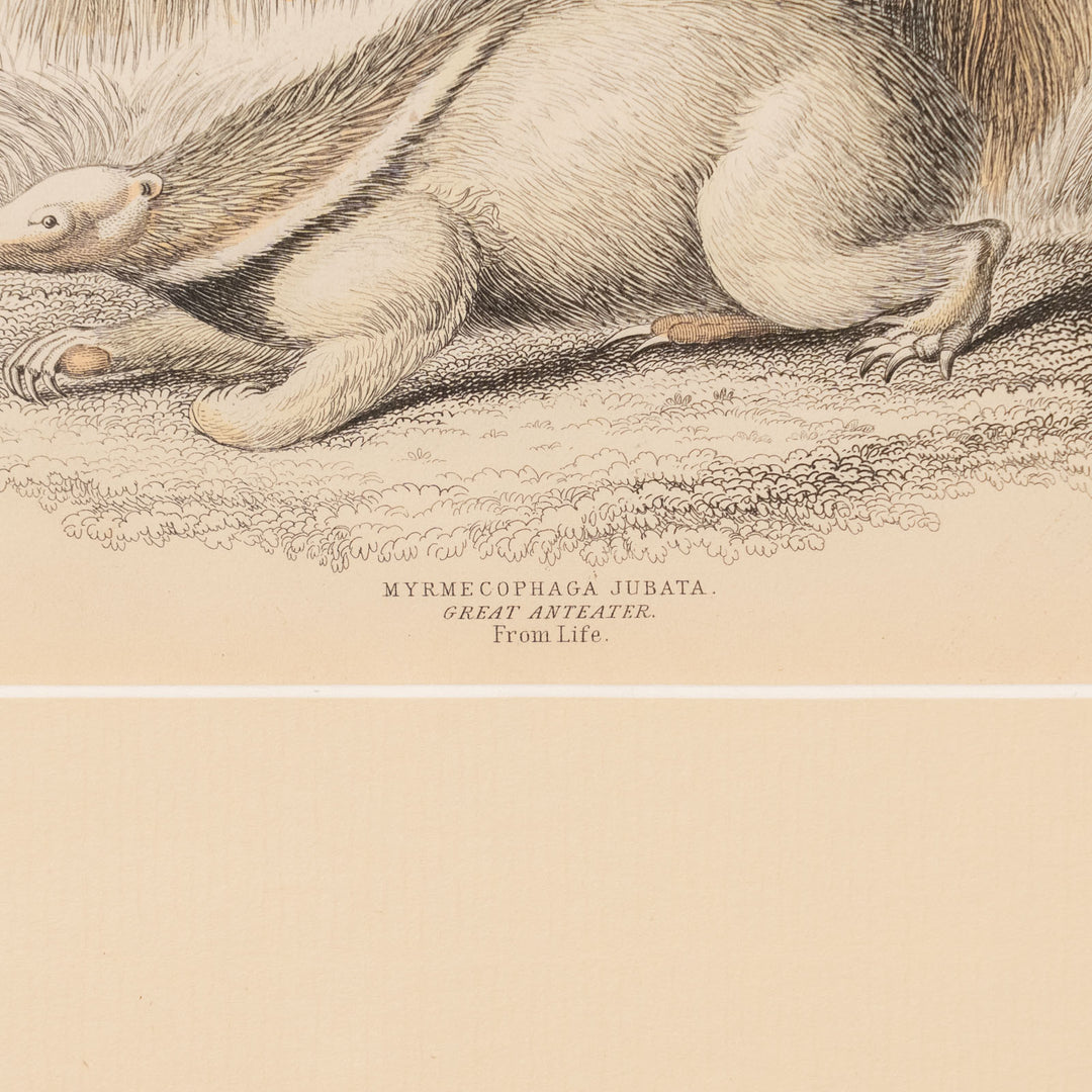 『GREAT ANTEATER』オオアリクイのユニークでダイナミックな姿が描かれた アートピース