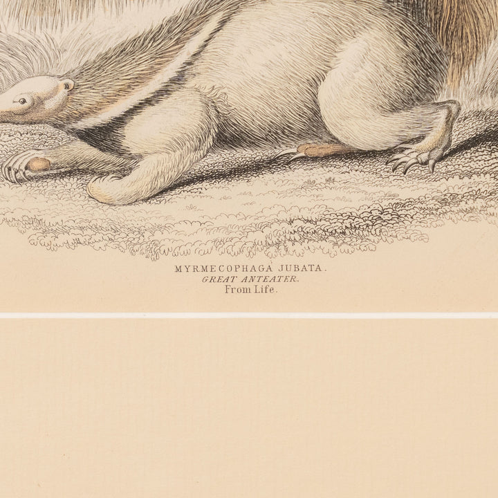 『GREAT ANTEATER』オオアリクイのユニークでダイナミックな姿が描かれた アートピース