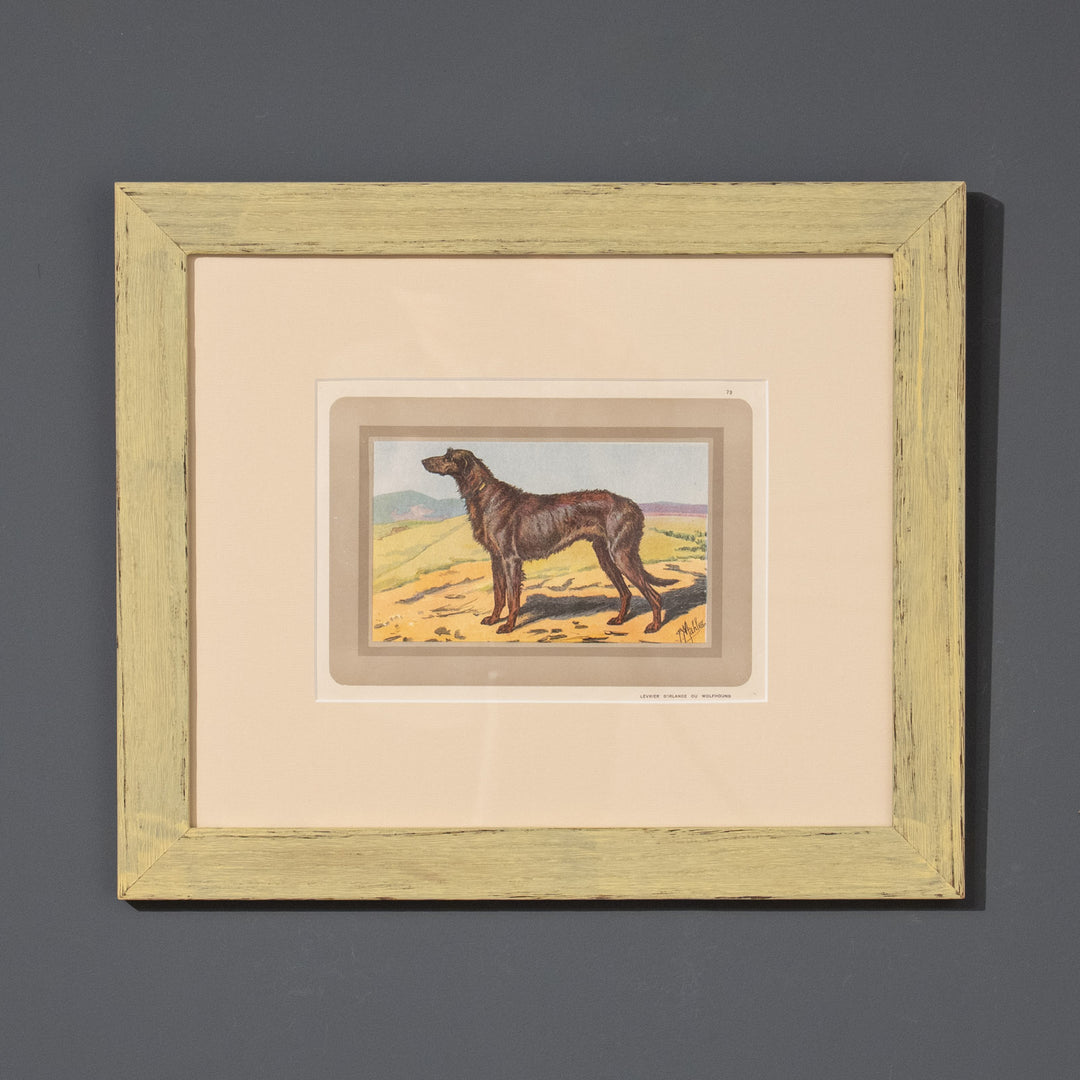 『LEVRIER D'IRLANDE OU WOLFHOUND』世界一大きな犬種アイリッシュウルフハウンドの気高き立ち姿 アートピース