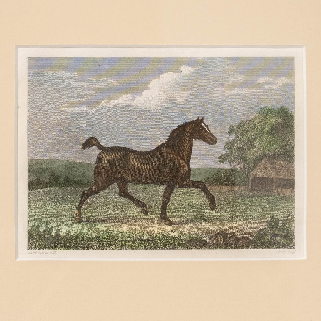 『A Spirited British Steed』前脚を高く上げて軽快に走る馬の姿を捉えた アートピース
