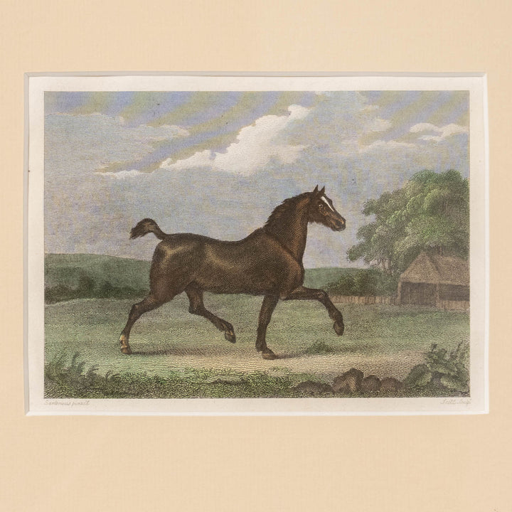 『A Spirited British Steed』前脚を高く上げて軽快に走る馬の姿を捉えた アートピース