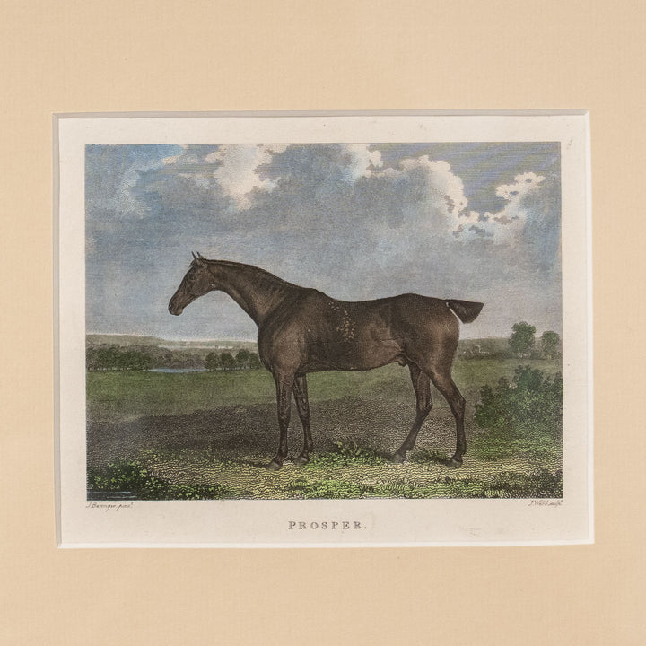 『Prosper: Bay Gelding』美しさと走りが高く評価されていた名馬プロスパーの肖像画 アートピース