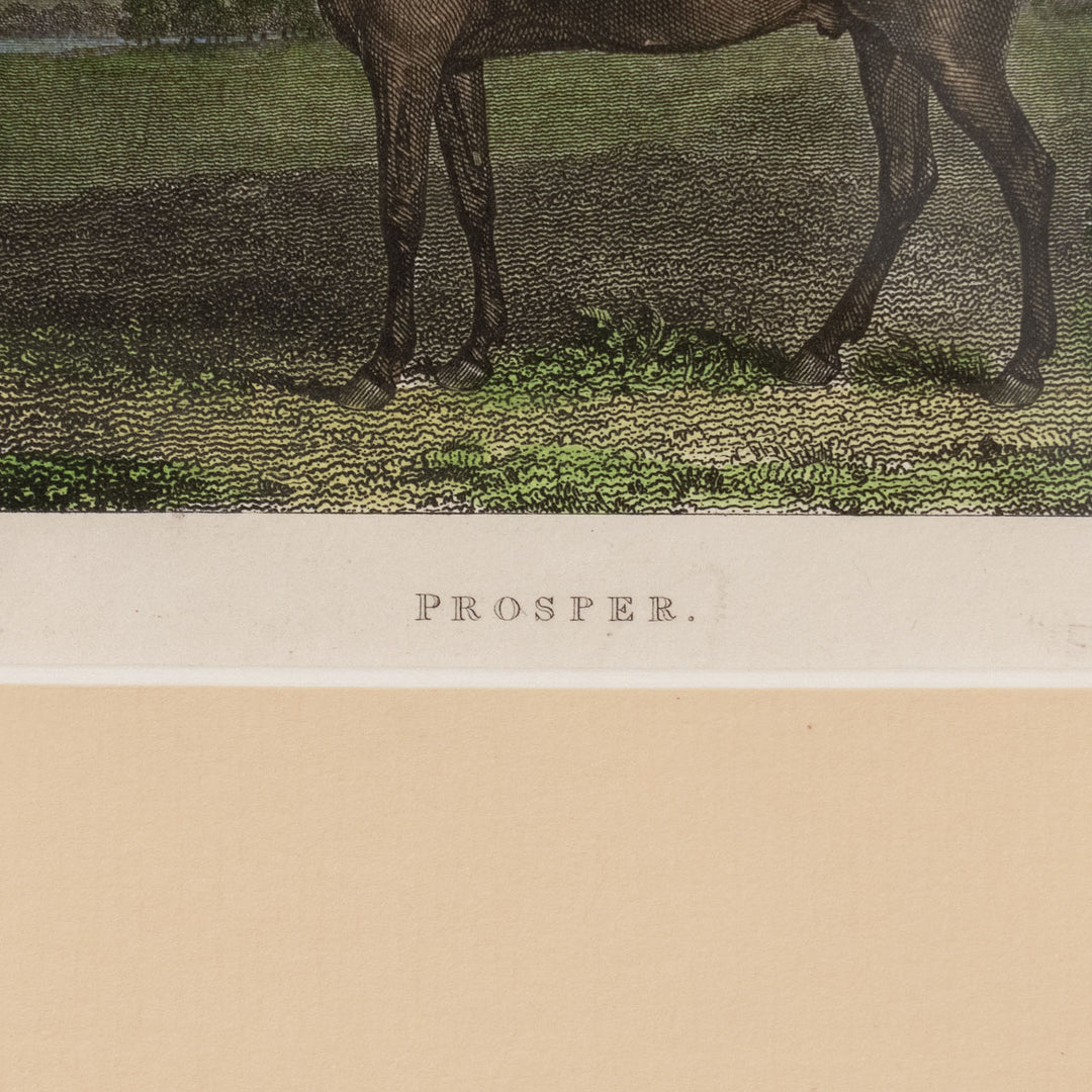 『Prosper: Bay Gelding』美しさと走りが高く評価されていた名馬プロスパーの肖像画 アートピース