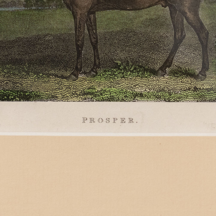『Prosper: Bay Gelding』美しさと走りが高く評価されていた名馬プロスパーの肖像画 アートピース