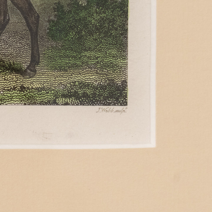 『Prosper: Bay Gelding』美しさと走りが高く評価されていた名馬プロスパーの肖像画 アートピース