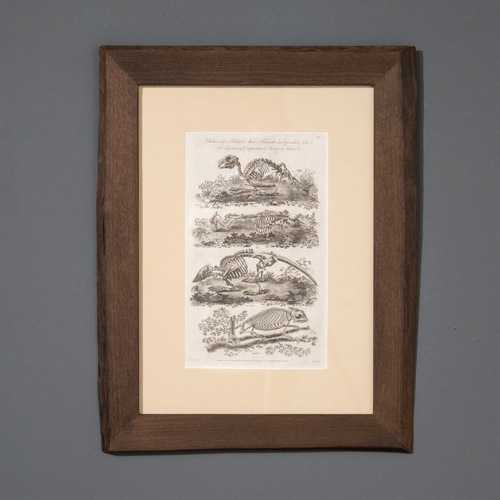 『Skeleton of a Rabbit, Mole, Armadillo and Cameleon』4種の動物の骨格図 アートピース
