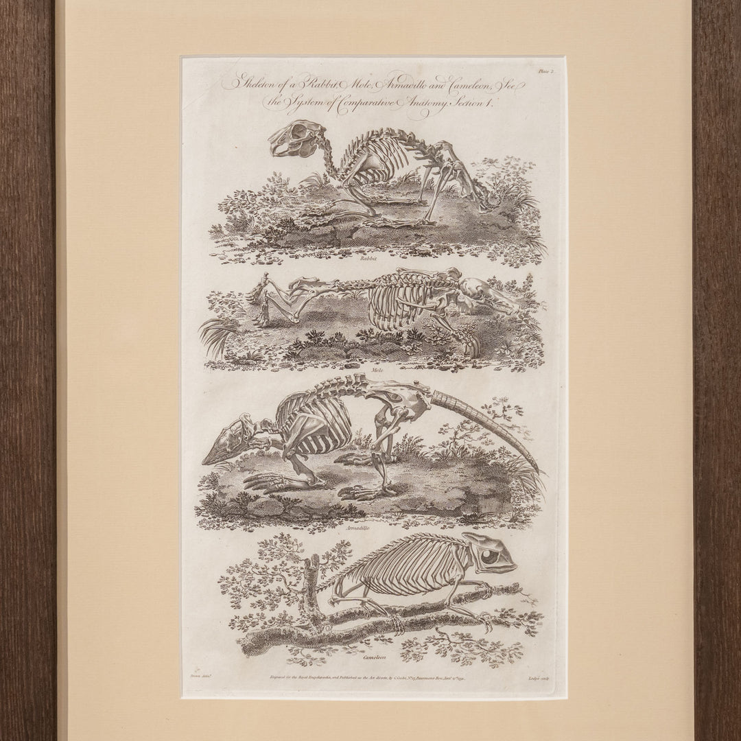 『Skeleton of a Rabbit, Mole, Armadillo and Cameleon』4種の動物の骨格図 アートピース