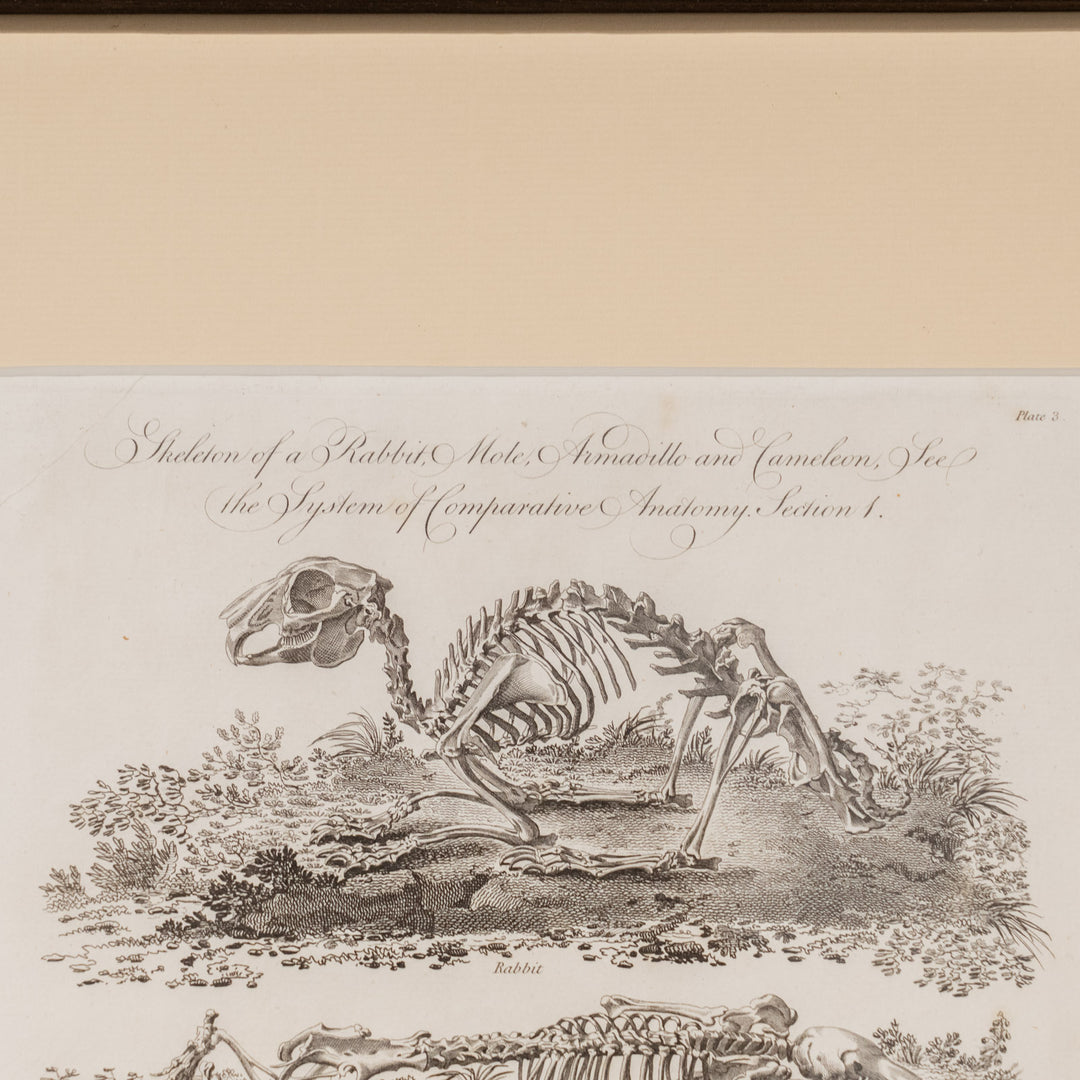 『Skeleton of a Rabbit, Mole, Armadillo and Cameleon』4種の動物の骨格図 アートピース