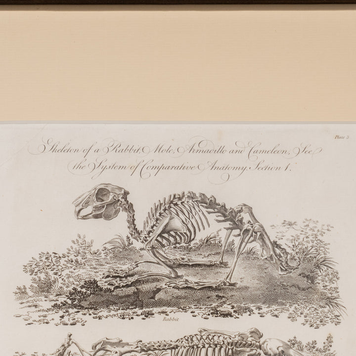 『Skeleton of a Rabbit, Mole, Armadillo and Cameleon』4種の動物の骨格図 アートピース