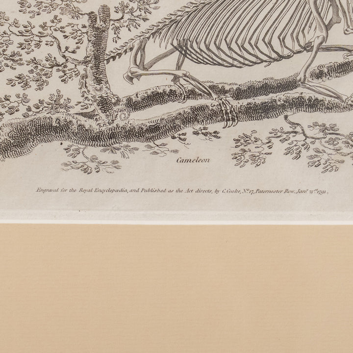 『Skeleton of a Rabbit, Mole, Armadillo and Cameleon』4種の動物の骨格図 アートピース