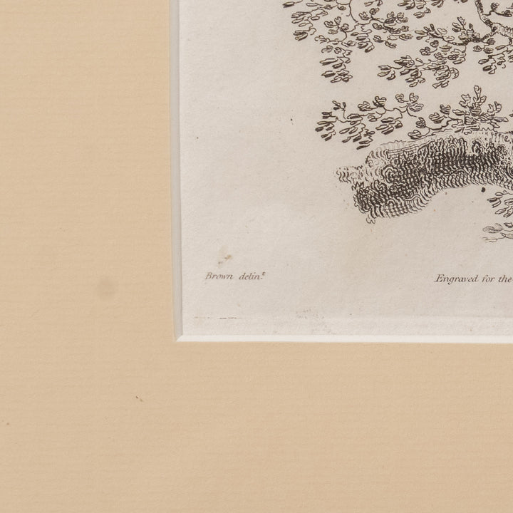 『Skeleton of a Rabbit, Mole, Armadillo and Cameleon』4種の動物の骨格図 アートピース