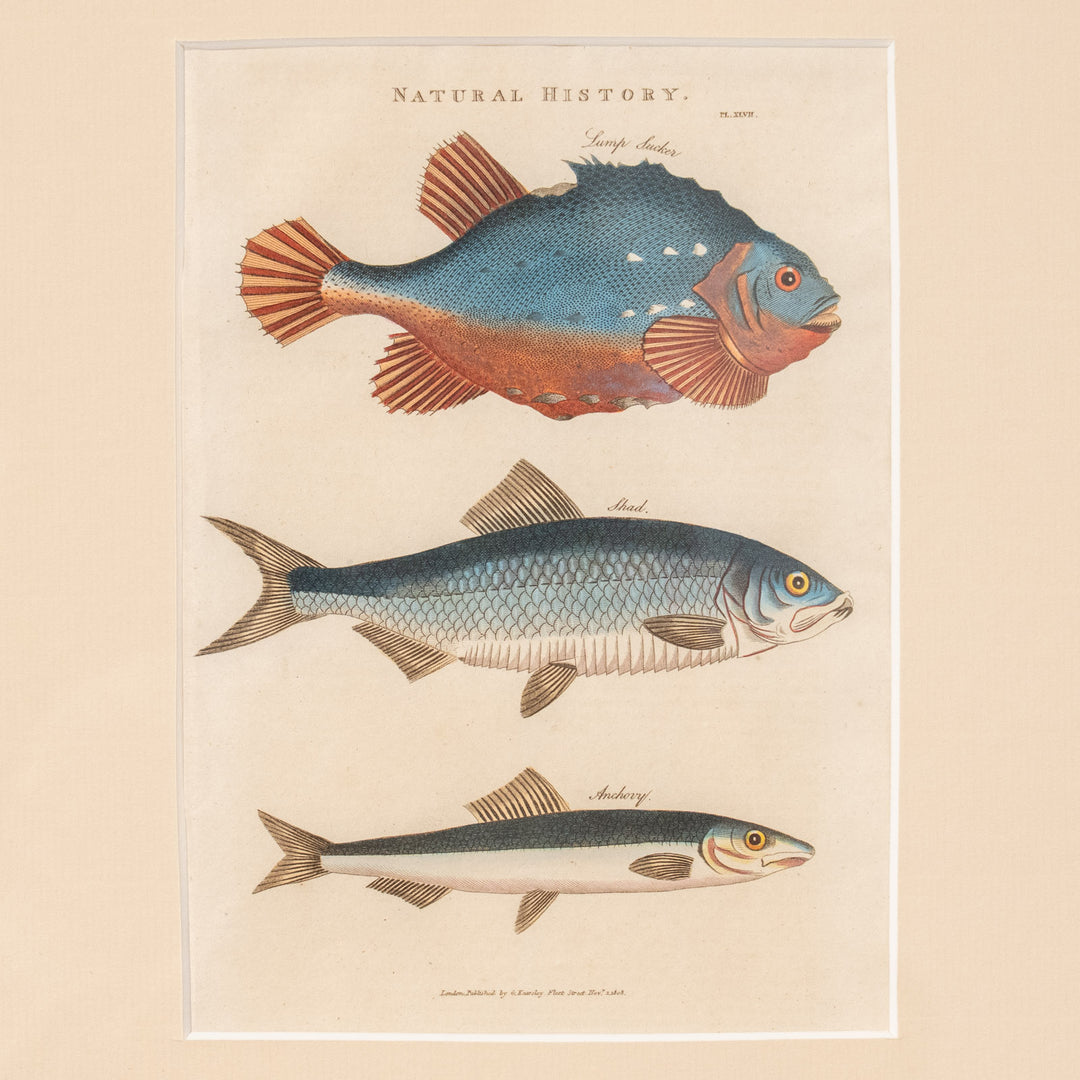 『Lump Sucker, Shad & Anchovy』姿形の異なる3種の魚をバランスよく配置した アートピース