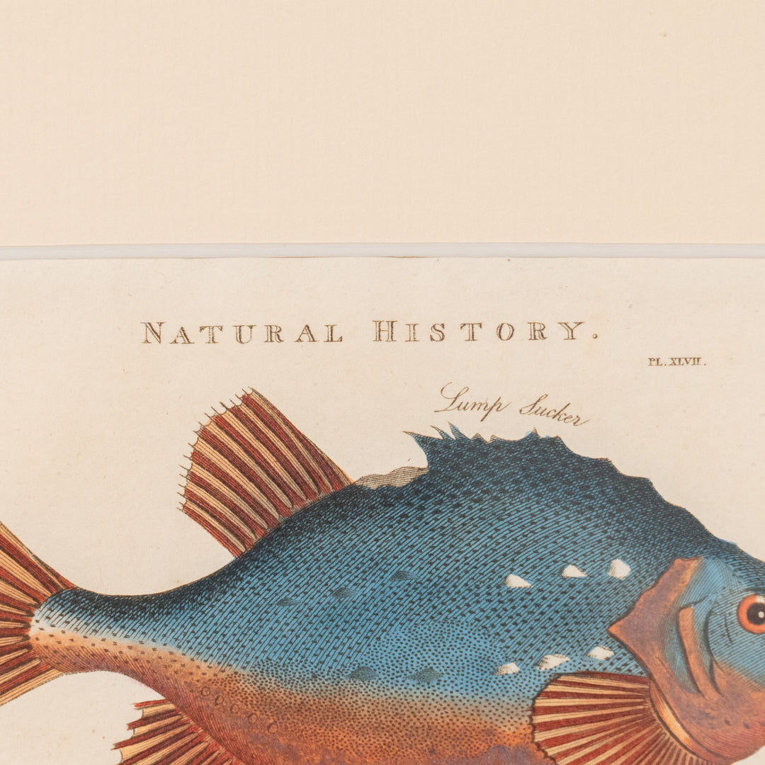 『Lump Sucker, Shad & Anchovy』姿形の異なる3種の魚をバランスよく配置した アートピース