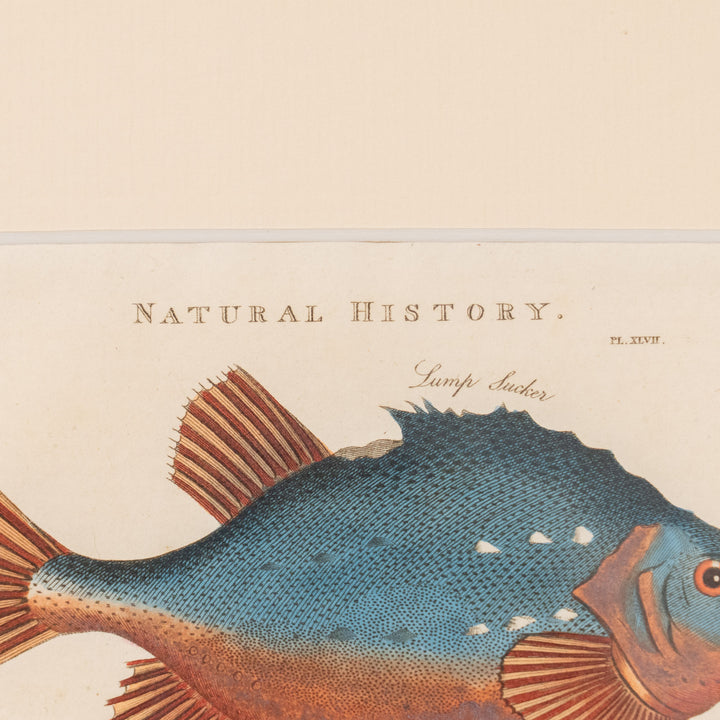 『Lump Sucker, Shad & Anchovy』姿形の異なる3種の魚をバランスよく配置した アートピース