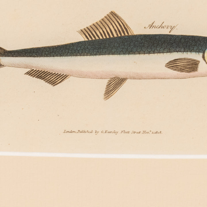 『Lump Sucker, Shad & Anchovy』姿形の異なる3種の魚をバランスよく配置した アートピース