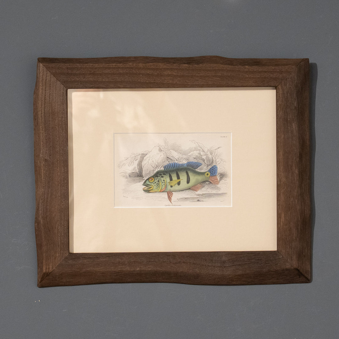 『Cichla trifasciata』南米の河川に生息する美しい野生魚 アートピース