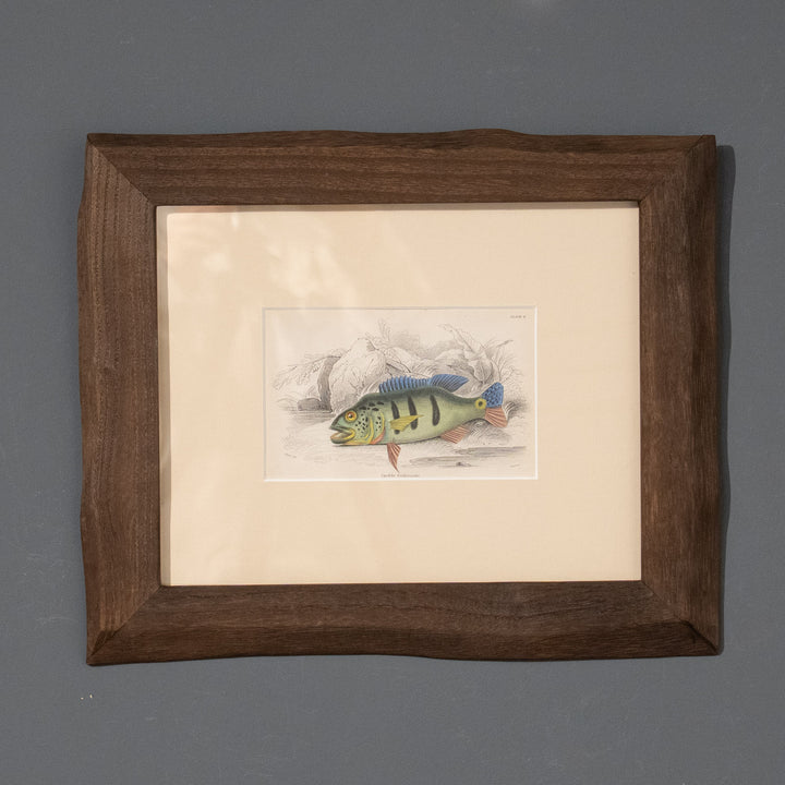 『Cichla trifasciata』南米の河川に生息する美しい野生魚 アートピース