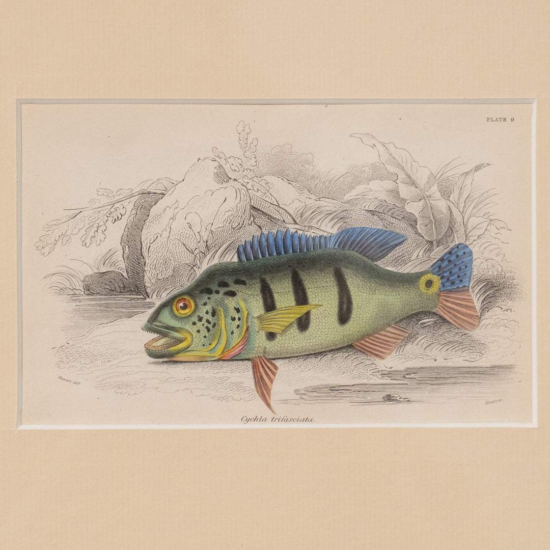 『Cichla trifasciata』南米の河川に生息する美しい野生魚 アートピース