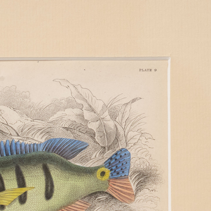 『Cichla trifasciata』南米の河川に生息する美しい野生魚 アートピース
