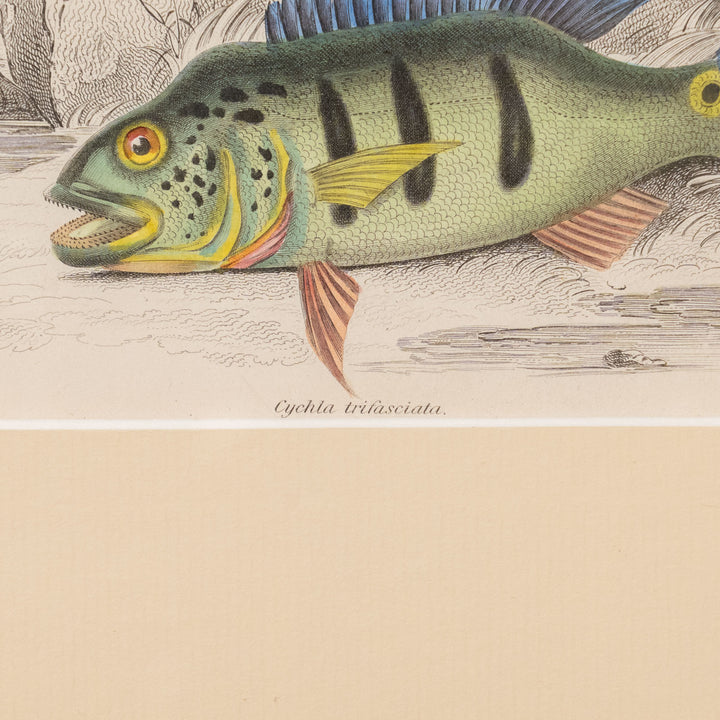 『Cichla trifasciata』南米の河川に生息する美しい野生魚 アートピース