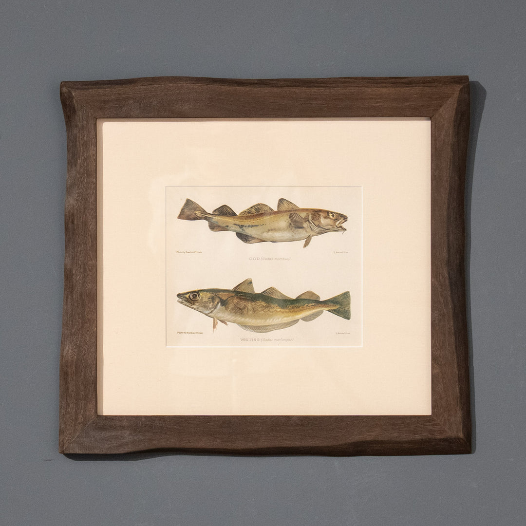 『COD (Gadus morrhua) & WHITING (Gadus merlangus)』驚異的なディティールを愉しむ魚類図譜 アートピース