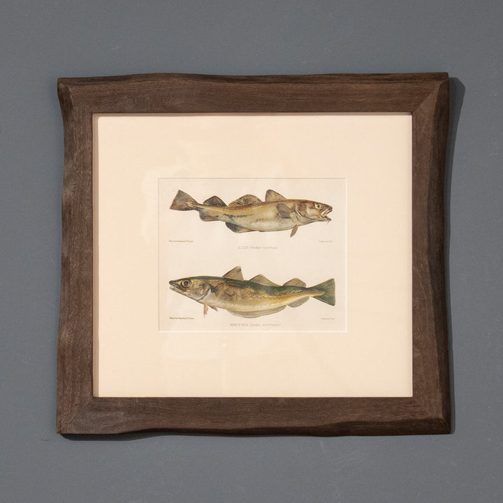 『COD (Gadus morrhua) & WHITING (Gadus merlangus)』驚異的なディティールを愉しむ魚類図譜 アートピース