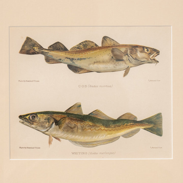 『COD (Gadus morrhua) & WHITING (Gadus merlangus)』驚異的なディティールを愉しむ魚類図譜 アートピース