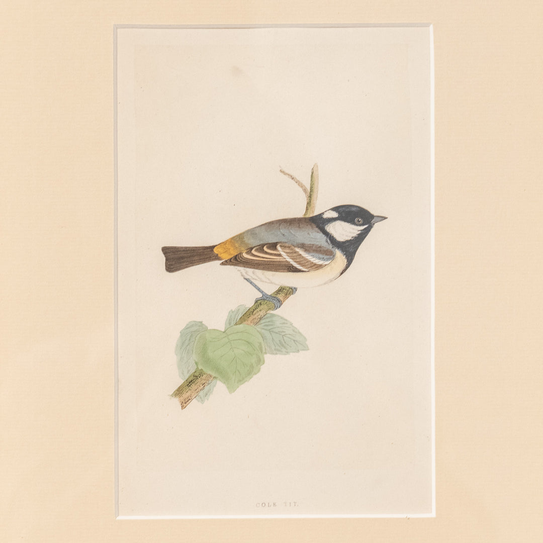 『COLE TIT』愛らしく知性的な小鳥のヒガラを描いた アートピース