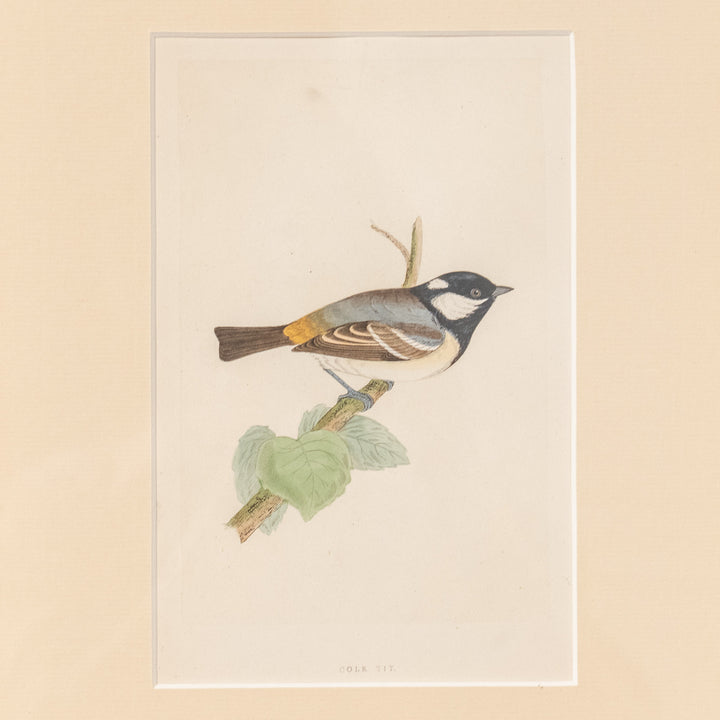 『COLE TIT』愛らしく知性的な小鳥のヒガラを描いた アートピース