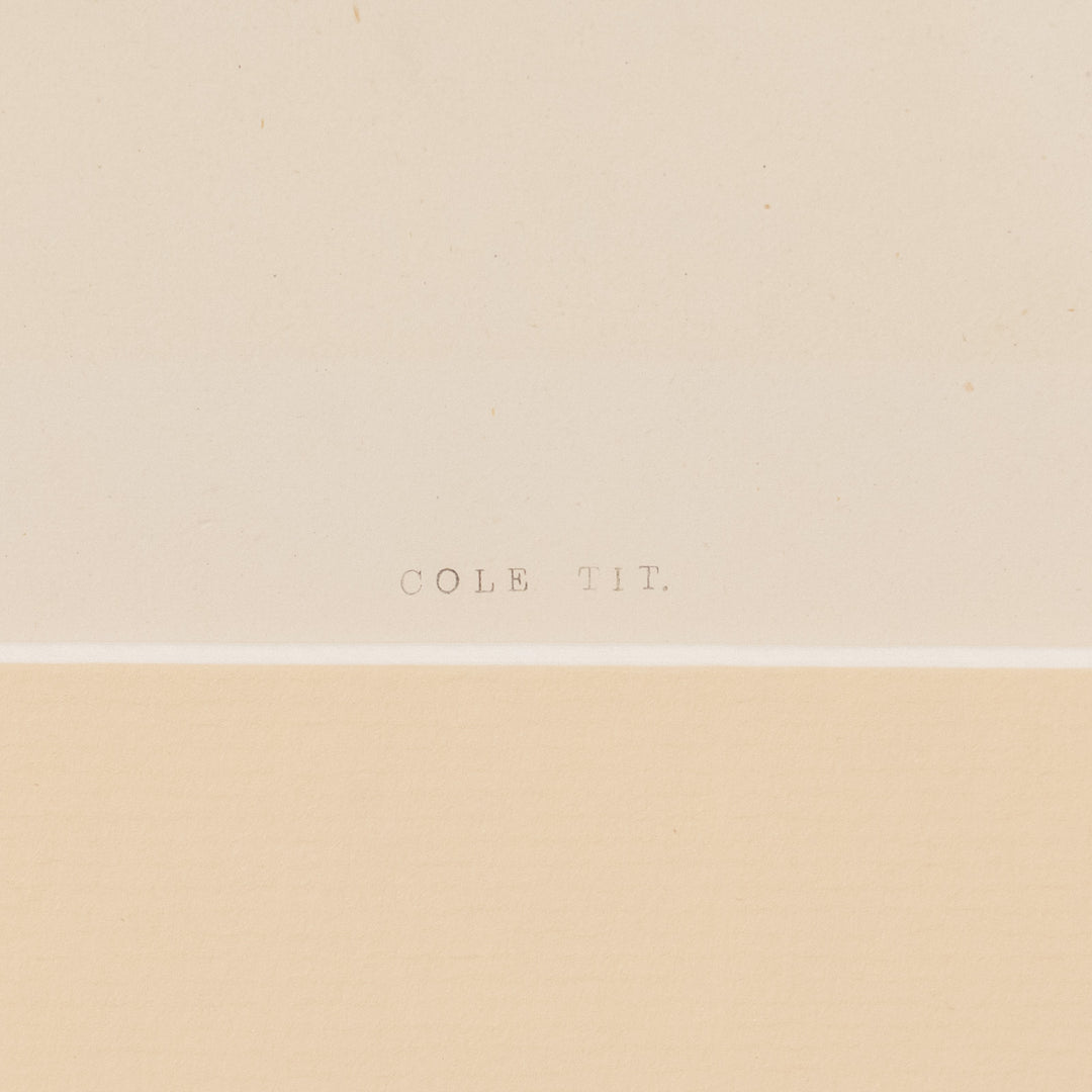 『COLE TIT』愛らしく知性的な小鳥のヒガラを描いた アートピース
