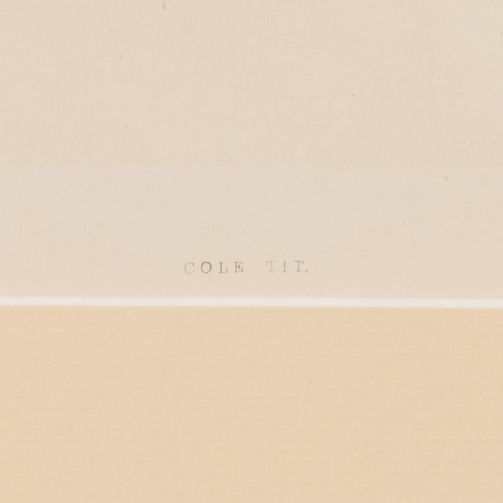 『COLE TIT』愛らしく知性的な小鳥のヒガラを描いた アートピース