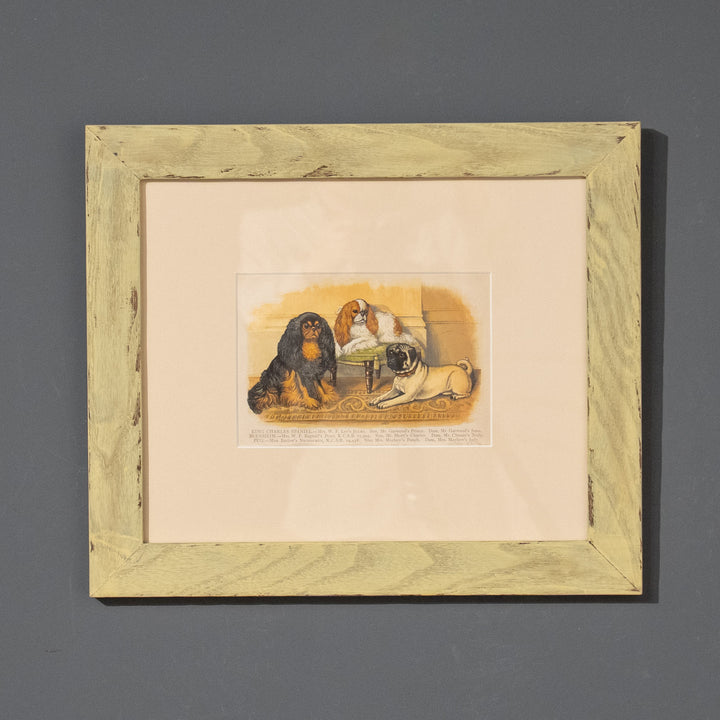 『KING CHARLES SPANIEL, BLENHEIM AND PUG』英国王室の愛玩犬 アートピース