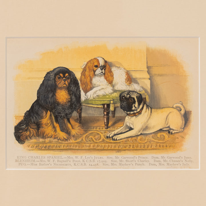 『KING CHARLES SPANIEL, BLENHEIM AND PUG』英国王室の愛玩犬 アートピース