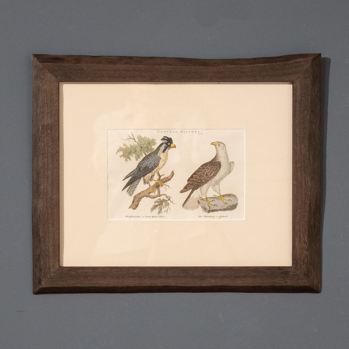『Crested African Falcon & Goshawk』カンムリハヤブサとオオタカを繊細に描いた アートピース