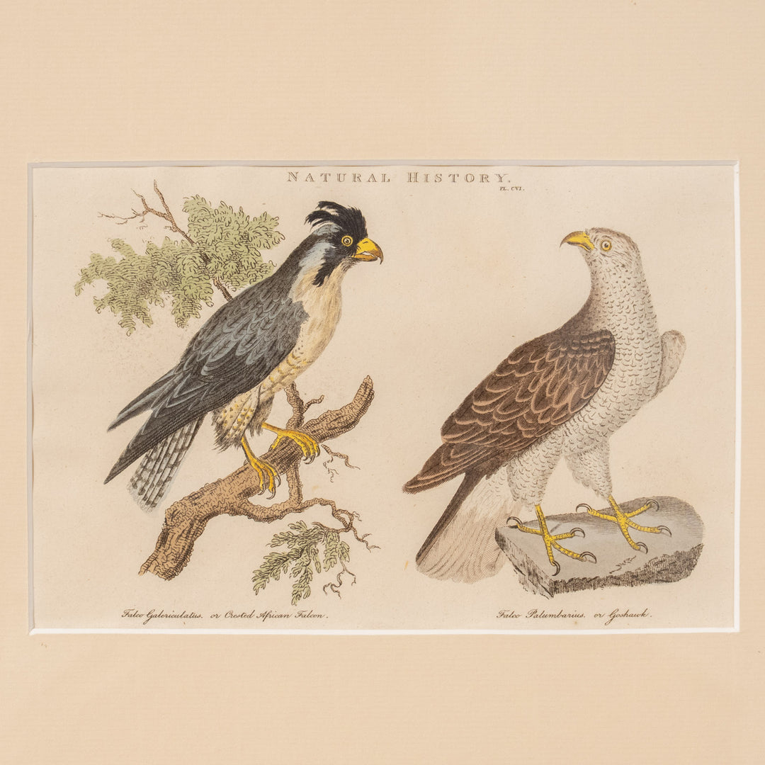 『Crested African Falcon & Goshawk』カンムリハヤブサとオオタカを繊細に描いた アートピース
