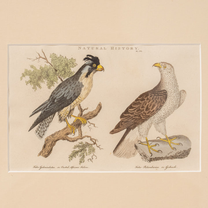 『Crested African Falcon & Goshawk』カンムリハヤブサとオオタカを繊細に描いた アートピース